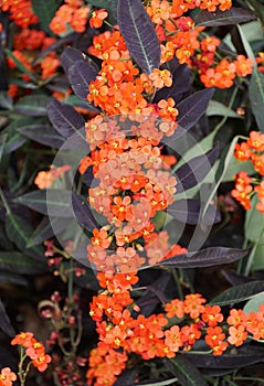 Beautiful small orange flowers of Scarlet-Plume, also known as Euphorbia fulgens