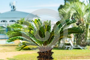 Beautiful small palm tree on the seashore