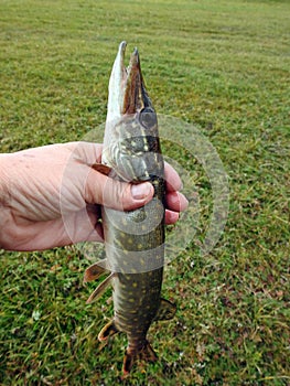 Small pike fish in hand, Lithuania