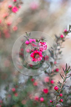 Beautiful small pink flowers of manuka tree