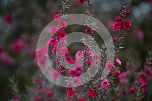 Beautiful small pink flowers of manuka tree