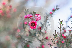 Beautiful small pink flowers of Manuka tree
