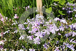 Beautiful small pink and purple lowers with lush greenery