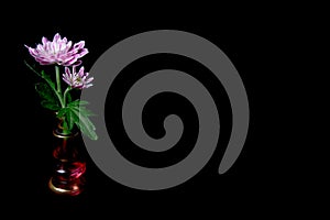 Beautiful small pink and white flower in a small vase on black background with copy space