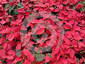 Beautiful colours leavese poinsettia flower plant in winter photo