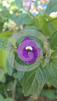 Beautiful small purple colour flower with leaves