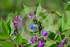 Beautiful small purple flowers of Lathyrus vernus photo