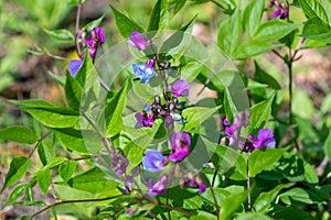 Beautiful small purple flowers of Lathyrus vernus photo