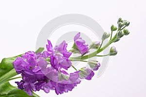 Beautiful small purple flowers on a white background