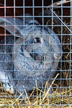 Beautiful small rabbit sitting inside small cage at farm