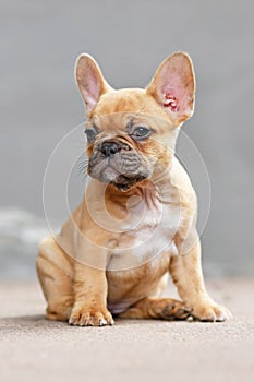 Beautiful small red fawn colored French Bulldog dog puppy with 7 weeks sitting in front of gray wall