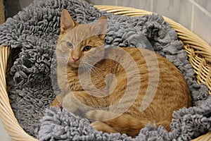 Beautiful red haired cat is lying in the basket