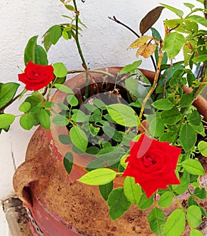 Beautiful small red roses in pots