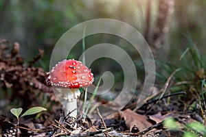 Beautiful small red and white fly agaric poisonous musroom in deep magic forest. Fairy tale scenic view of toadstool