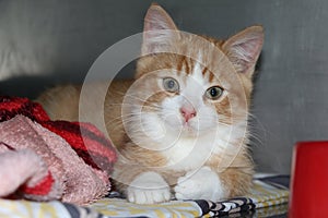 Beautiful small red and white kitten portrait