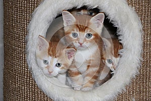 Beautiful small red and white kitten are sitting in a scratching post and looking out