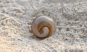 A beautiful small sea shell isolated on a tropical white sand beach