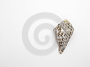 A beautiful small shell