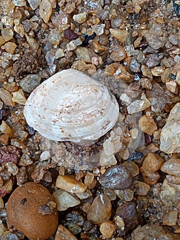 Beautiful small shell