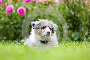 Beautiful small shetland sheepdog sheltie puppy with flowers on the background