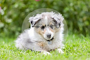 Beautiful small shetland sheepdog sheltie puppy with flowers on the background