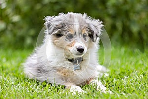 Beautiful small shetland sheepdog sheltie puppy with flowers on the background