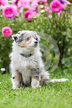 Beautiful small shetland sheepdog sheltie puppy with flowers on the background