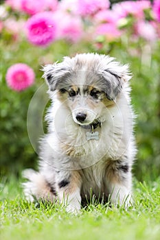 Beautiful small shetland sheepdog sheltie puppy with flowers on the background