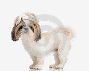 beautiful small shih tzu female doggy with ponytails standing