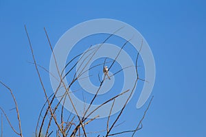 A beautiful small singing bird feeding and singing in the backyard.