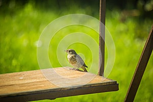 A beautiful small singing bird feeding and singing in the backyard.