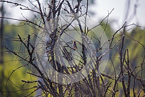 A beautiful small singing bird feeding and singing in the backyard.