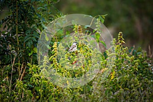 A beautiful small singing bird feeding and singing in the backyard.