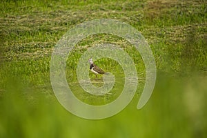 A beautiful small singing bird feeding and singing in the backyard.