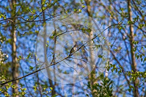 A beautiful small singing bird feeding and singing in the backyard.