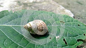 A beautiful small snail