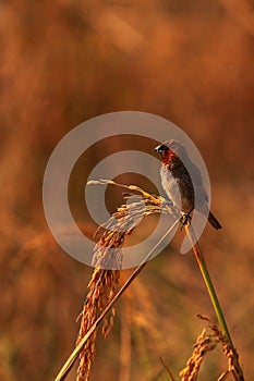 beautiful small song bird scaly breasted munia or spotted munia or nutmeg mannikin (lonchura punctulata)