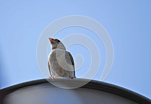 Beautiful small Sparrow