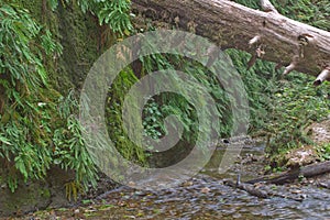 Beautiful small stream