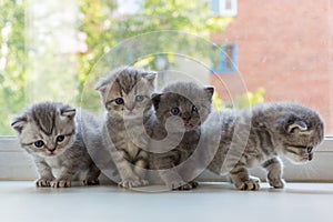 Beautiful small striped kittens on window sill. Scottish Fold breed.