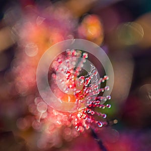 Beautiful small sundew growing in a natural swamp habitat. Spring scenery of wetlands flora