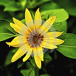 Beautiful Small Sunflower