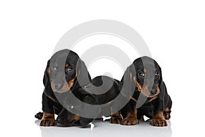 Beautiful small teckel dachshund puppies looking to side and smelling