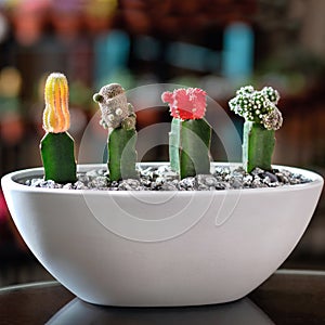 Beautiful small terrarium with succulent, moon Cactus, flower, rock, sand inside