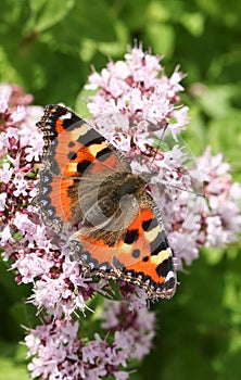 A beautiful Small Tortoiseshell Butterfly Aglais urticae nectaring on a flower with its wings open. photo