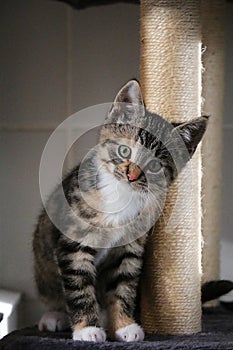 a beautiful small tricolored kitten is sitting on the scratching post