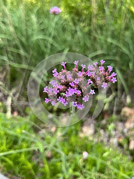 Beautiful and small Verbena