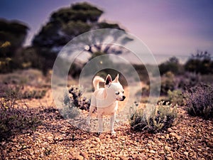 Beautiful Small white chihuahua it the park in Portugal