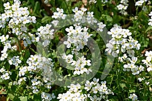 Beautiful small white flowers of Arabis caucasica photo