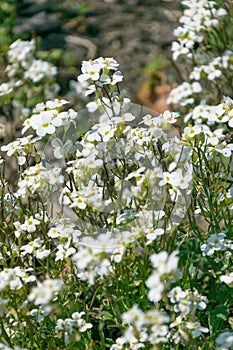 Beautiful small white flowers of Arabis caucasica. Spring bloom. photo